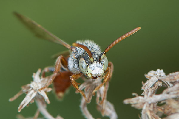 Nr.0510 - Nomada alboguttata / Weißfleckige Wespenbiene - OB LMB - 51°29`11.55" 6°53`53.48" - (11.05.2019)