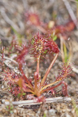  Nr.0529 - Drosera intermedia / Mittlere Sonnentau - Wesel - (13.05.2019)