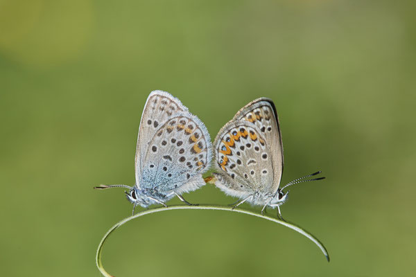Argus-Bläuling - Kopula - Vom 13.6. bis 20.6.2021 Urlaub im Allgäu