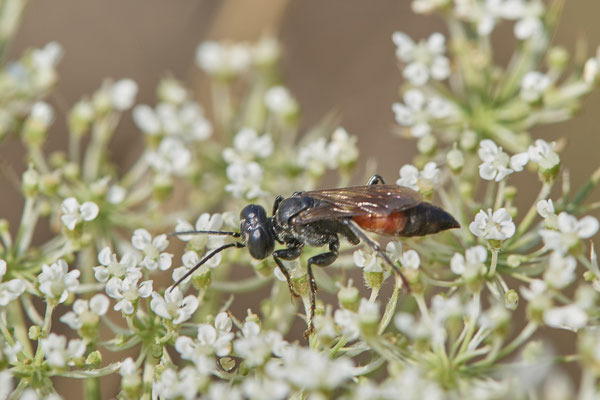 Tachysphex pompiliformis - Grabwespe - Länge ca 10mm - Dinslaken Emschermündung - 51°33`56.26" 6°41`27.74" - (12.08.2020)