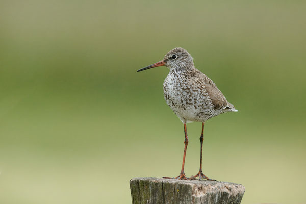 Rotschenkel