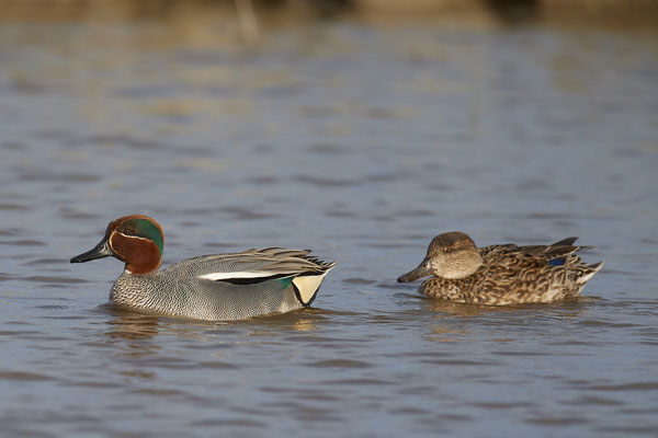 Krieckenten ( Naturpark Albufera )