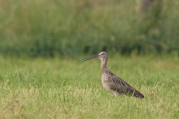 Großer Brachvogel