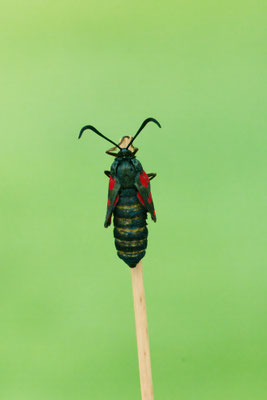 Schlupf vom Sechsfleck-Widderchen