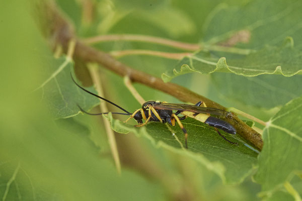 Gelbe Schlupfwespe / Amblyteles armatorius - LMB - (02.07.2021)