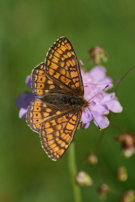 Goldener Scheckenfalter