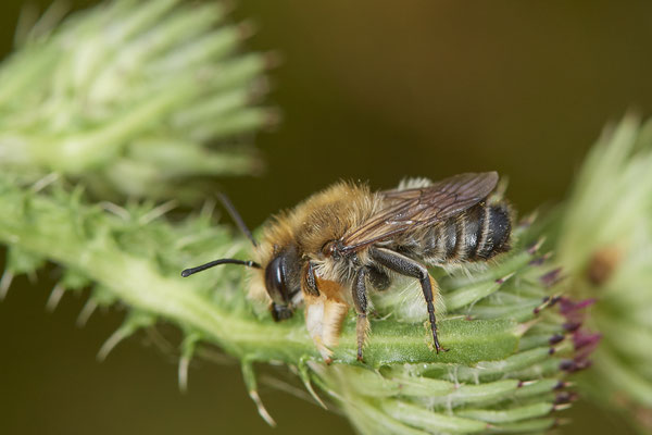 Nr.0724 - Megachile willughbiella / Garten-Blattschneiderbiene - m - OB Neue Mitte 2 - 51°29`13.68" 6°53`13.28" - (16.06.2019)