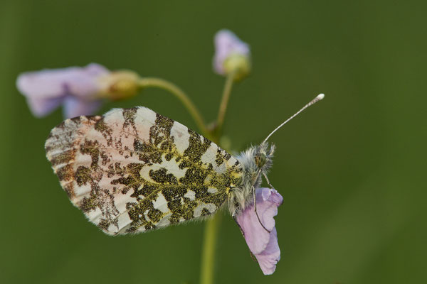 Aurorafalter - (05.05.2021)