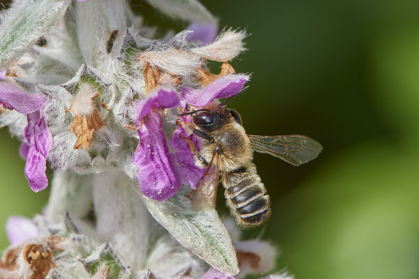 Nr.0729 - Megachile ericetorum /  Platterbsen Mörtelbiene - w - OB im Garten - 51°31`49.60" 6°50`56.50" - (16.06.2019)