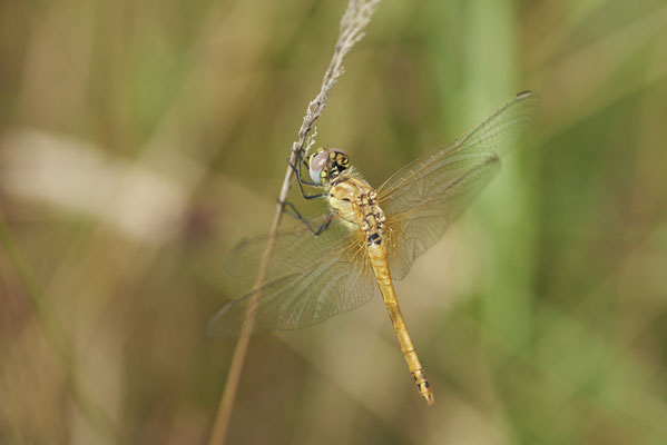 Frühe-Heidelibelle