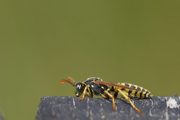 Gallische Feldwespe - Polistis-dominula