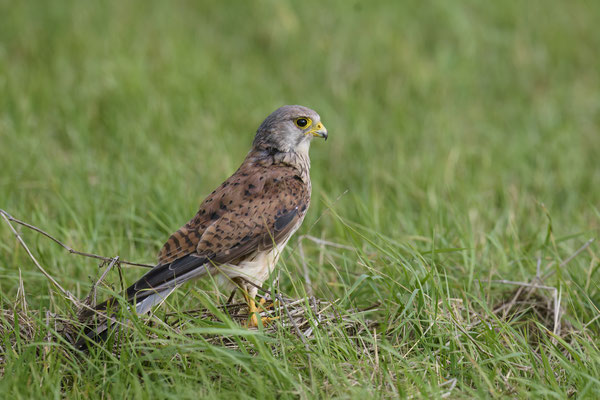 Turmfalke - auf dem Boden sieht man ihn selten