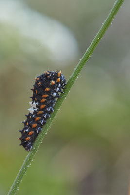 Nr.1327 - Papilio machaon / Schwalbenschwanz - Raupe kurz nach dem Schlupf - DIN Emschermündung - 51°33`43.02" 6°41`27.86" - (18.09.2019)