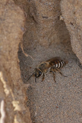 Nr.12/07 - Colletes hederae: Nesthöhle 2 von ca. >50 Nestern - OB Läppkes Mühlenbach (10.10.2018)