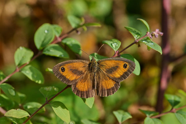 Rostbraunes Ochsenauge