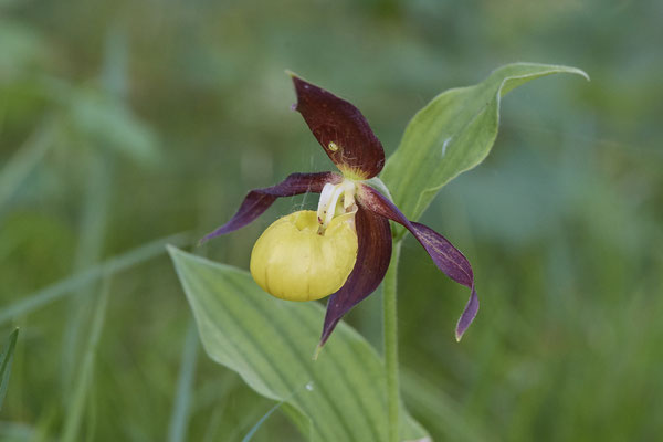Orchidee Frauenschuh - Vom 13.6. bis 20.6.2021 Urlaub im Allgäu