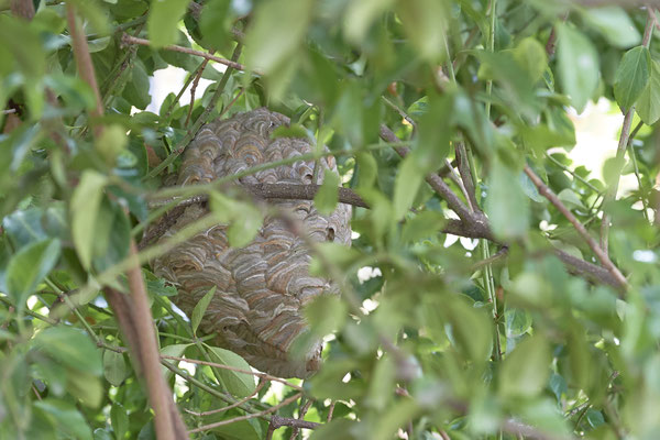 Nest der Mittleren Wespe oder Kleinen Hornisse (Dolichovespula media)