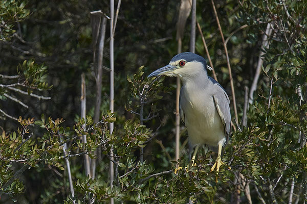 Nachtreiher ( Naturpark Albufera )