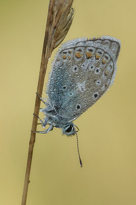 Heute nochmal in aller Frühe zum  Hauhechel-Bläuling / Polyommatus icarus -  Bottrop Halde Schöttelheide - (03.08.2020)