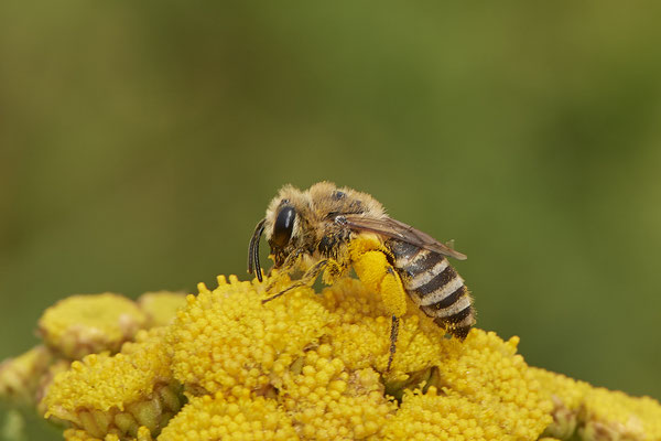 Colletes similis / Rainfarn Seidenbiene - Mehrum Rheindeich - 51°34`20.93" 6°37`37.00" - (15.08.2020)