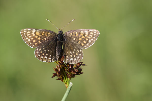 Baldrian Scheckenfalter