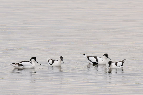 Säbelschnäbler - Doku Bislicher Insel: Heute bei miesem Wetter und weit weg ( 16.04.2025 )