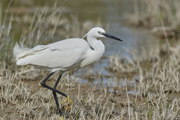 Seidenreiher ( Naturpark Albufera )