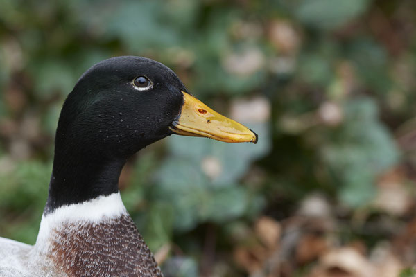 Vogelpark Eckenhagen