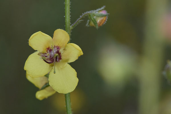 Verbascum blattaria / Schaben-Königskerze - OB Zeche Sterkrade - (14.08.2019) ( In Deutschland gefährdet - 3+ gemäß der Roten Liste )