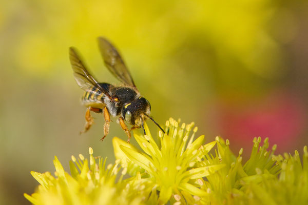 Anthidium onlongatum - Garten