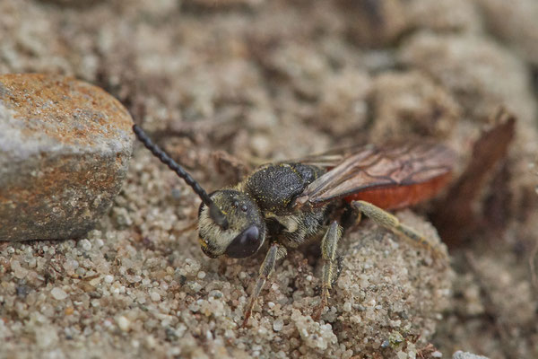 Nr.1296 - Sphecodes albilabris / Riesen-Blutbiene - OB LMB - 51°29`11.55" 6°53`53.48" - (04.09.2019)