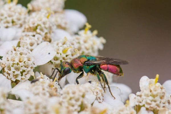 Hedychrum rutilans im Garten
