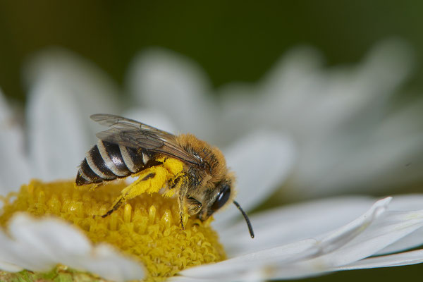 Nr.0727 - Colletes similis / Rainfarn Seidenbiene - OB Neue Mitte 2 - 51°29`13.68" 6°53`13.28" - (16.06.2019)