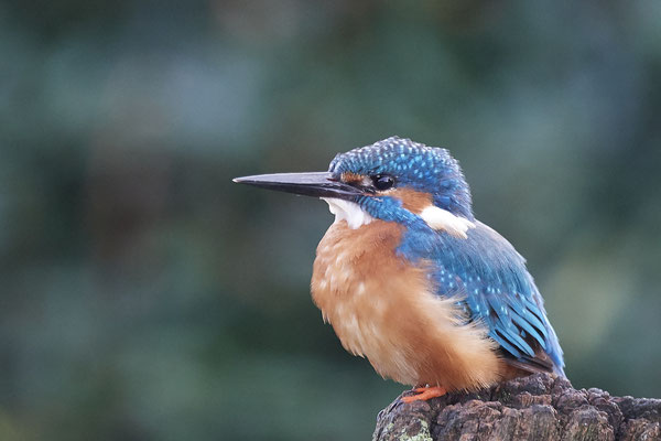 Eisvogel - Männchen war schon um 8:10 Uhr im Garten - (03.11.2019)