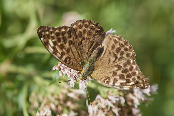 Kaisermantel / Argynnis phahia f. valesina - Unterart: Die dunkle Form der Weibchen ist in Mitteleuropa selten - (23.07.2022)
