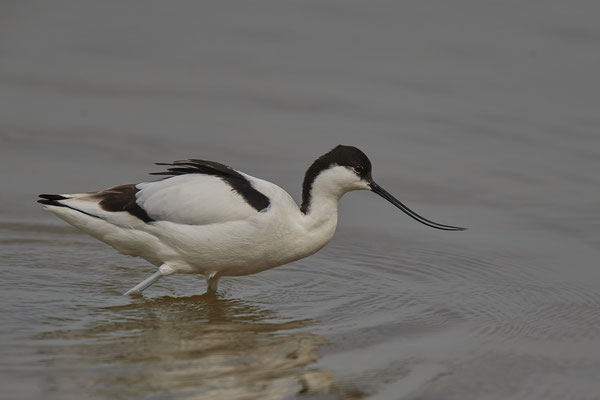 Säbelschnäbler ( Naturpark Albufera )