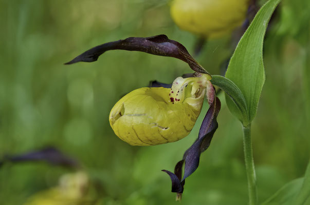 Frauenschuh - Orchideen-Urlaub im Allgäu vom 26.05. bis 09.06.2024