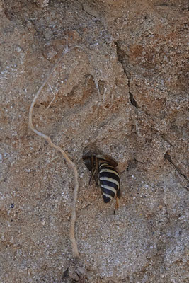 Nr.12/09 - Colletes hederae: Nesthöhle 3 von ca. >50 Nestern - OB Läppkes Mühlenbach (10.10.2018)