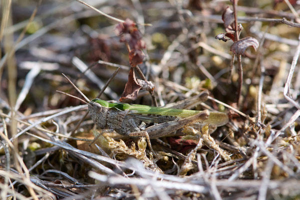 Chorthippus bigattulus-Gruppe