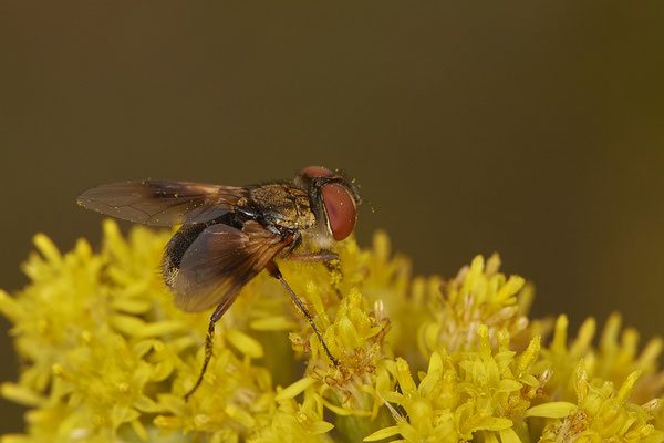 Nr.20/02 - Raupenfliege - Ectophasia oblonga - LMB - (06.11.2018)