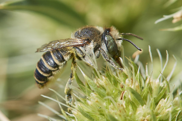 Nr.1239 - Megachile pilidens / Filzzahn-Blattschneiderbiene - DU-Walsum Rheindeich - 51°31`50.66"  6°41`54.13" - (30.08.2019)