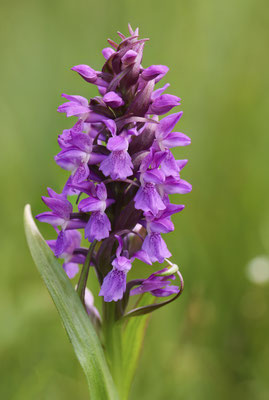 Übersehenes Knabenkraut