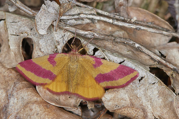 Lythria cruentaria / Ampfer-Purpurspanner - Hünxe Kaninchenberge - (11.08.2019)