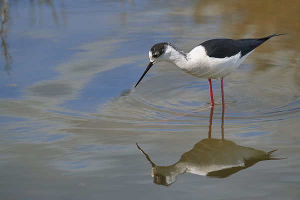 Stelzenläufer ( Naturpark Albufera )