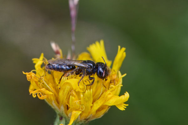 Stumpfzähnige Zottelbiene