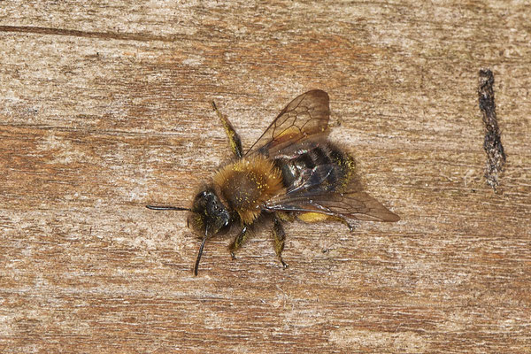 Nr.0003 - Andrena clarkella w - OB im Garten - 51°31`49.60" 6°50`56.50" - (27.02.2019)