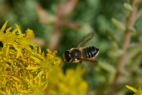 Megachile willughbiella - Garten