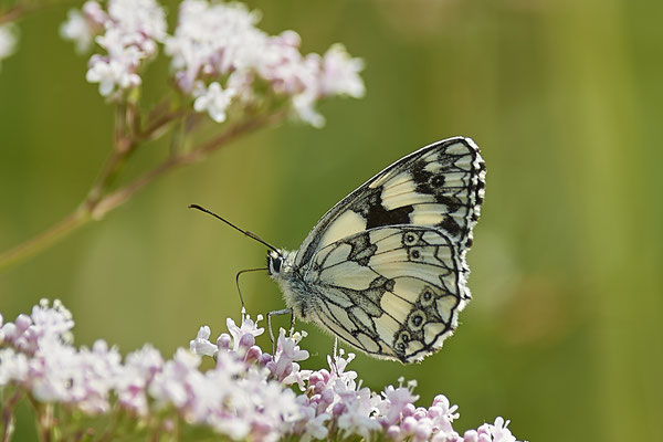 Schachbrett / Melanargia galathea - Kaiserstuhl - (23.06.2020)