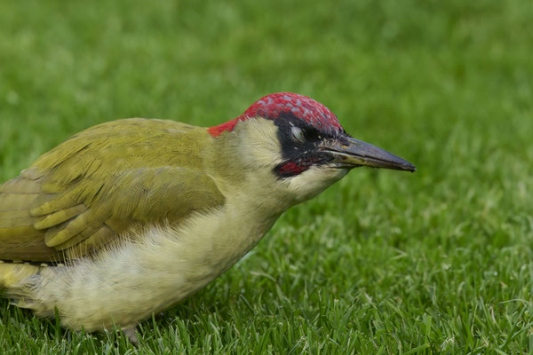 Grünspecht - Mhhh - lecker