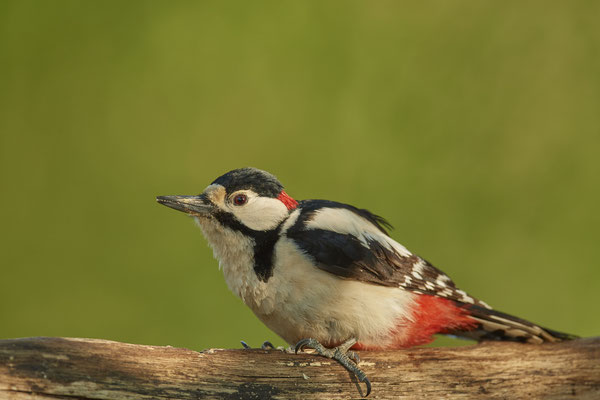 Serie Buntspecht von heute - Dingden - (20.04.2020) 